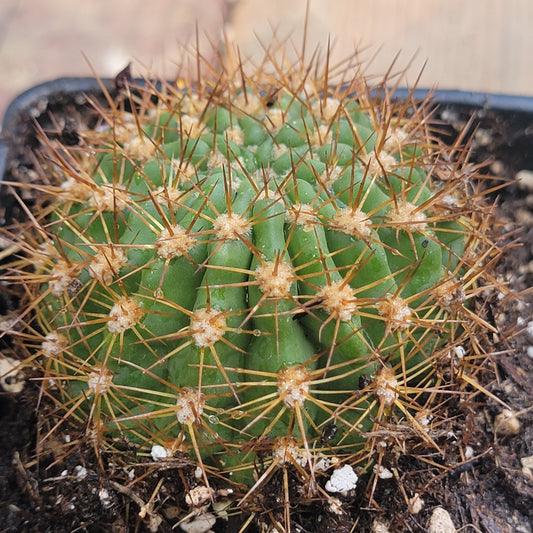 Trichovereus grandiflorus Hybrid 'Torch Cactus'