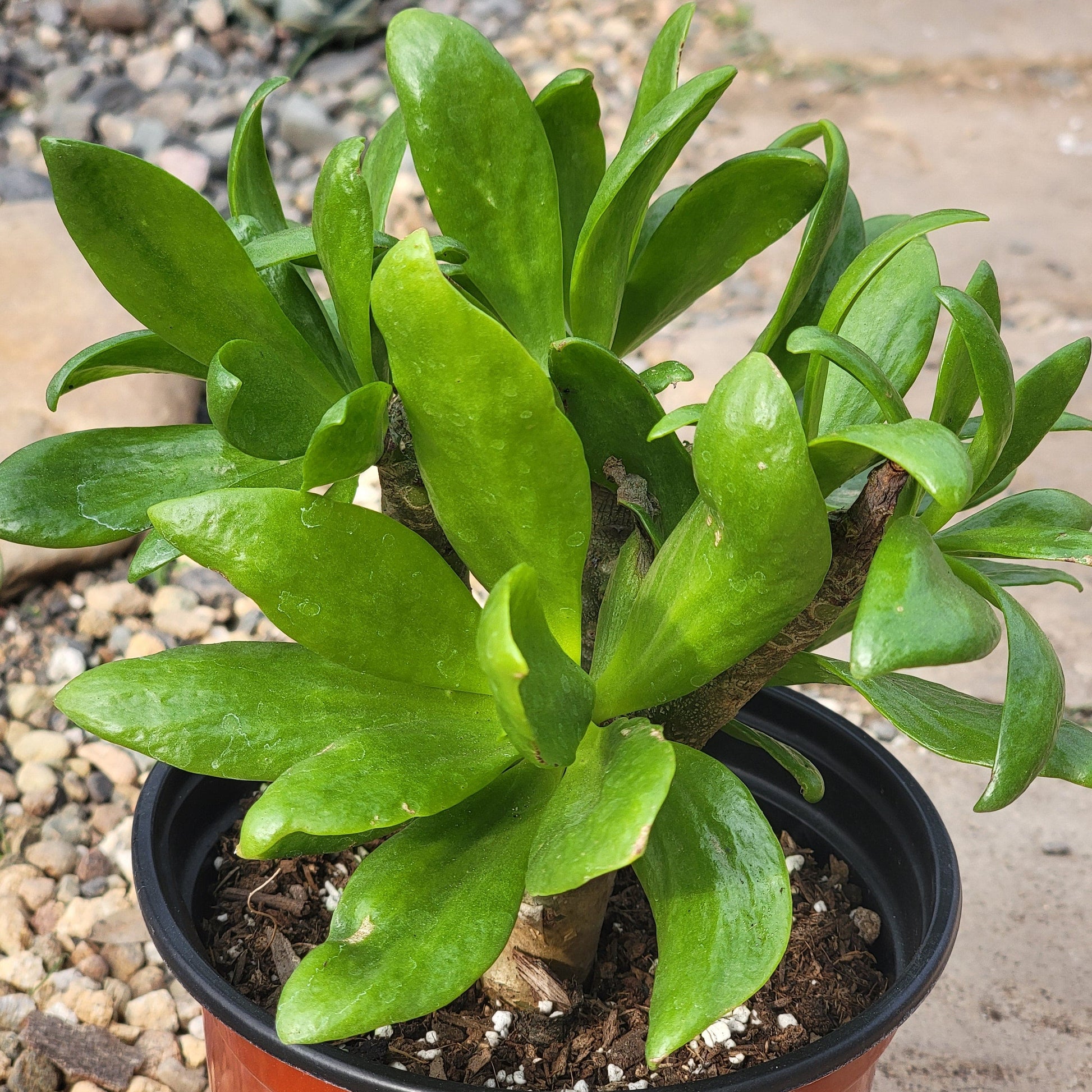 DesertScapeSucculent Succulent 6" Assorted Tylecodon paniculatus 'Butter Bush