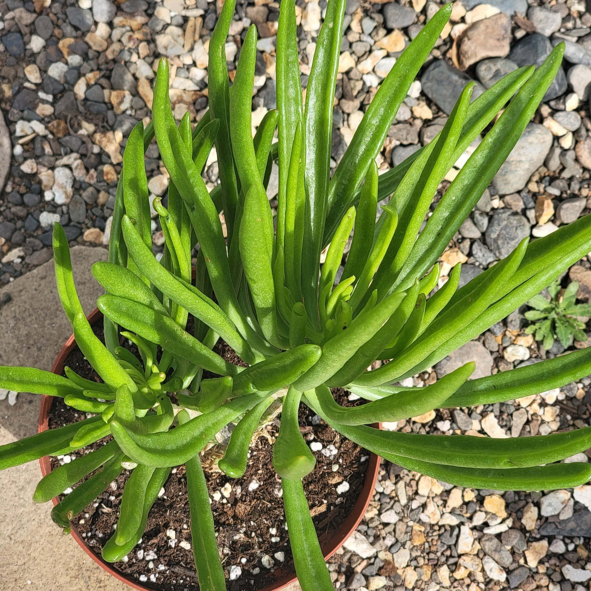 succulent with thin long leaves Tylecodon paniculatus dinteri