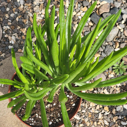 DesertScapeSucculent Succulent 6" Assorted Tylecodon paniculatus dinteri