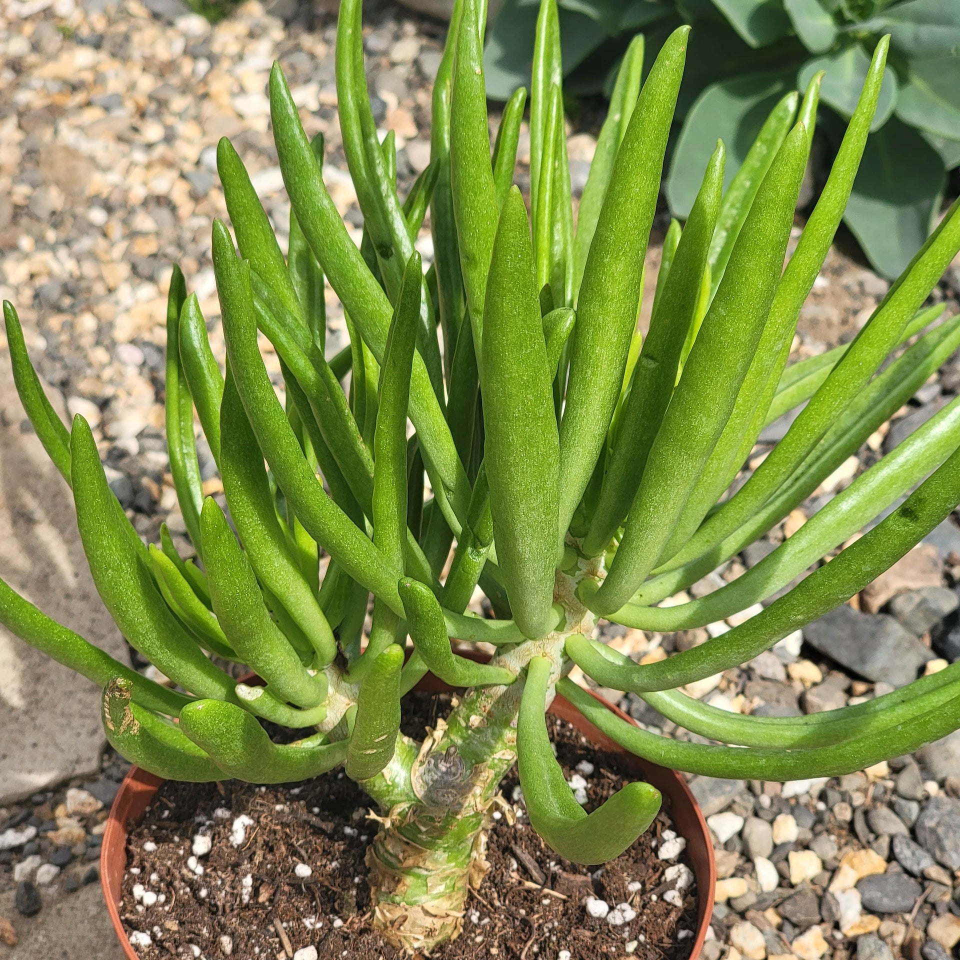 tiger tail succulent plant Tylecodon paniculatus dinteri – DesertScapeSucculent