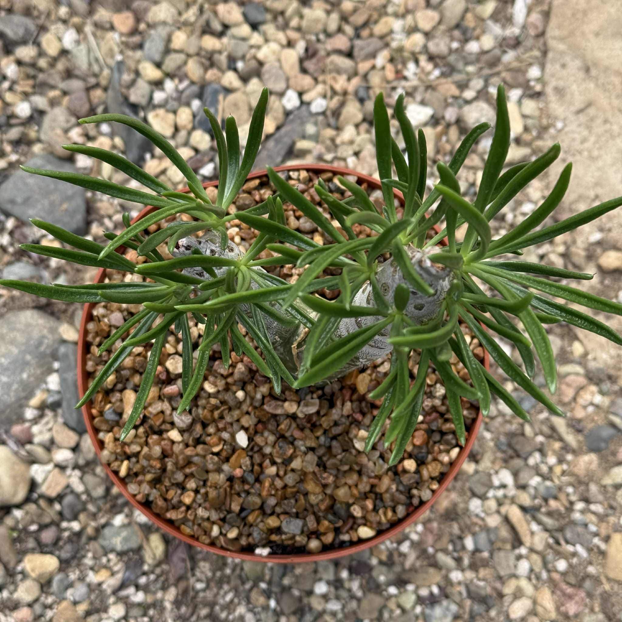Tylecodon paniculatus dinteri – DesertScapeSucculent