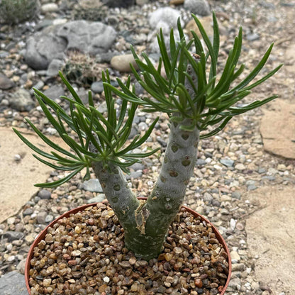 Tylecodon paniculatus dinteri - 6 Inch Assorted - Succulent - DesertScapeSucculent