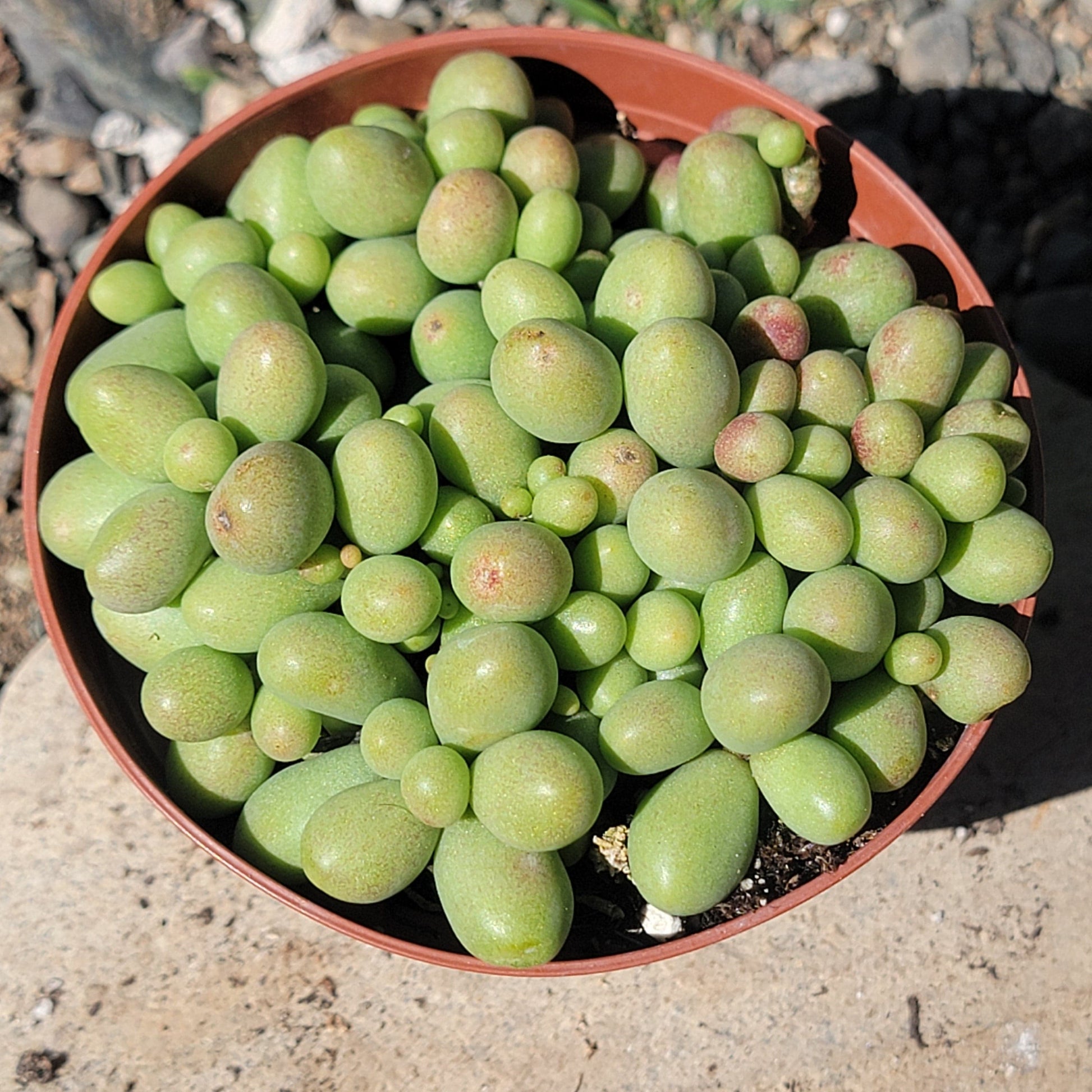 fairy tale plant succulent Tylecodon schaeferianus 'Dragon Eggs' – DesertScapeSucculent