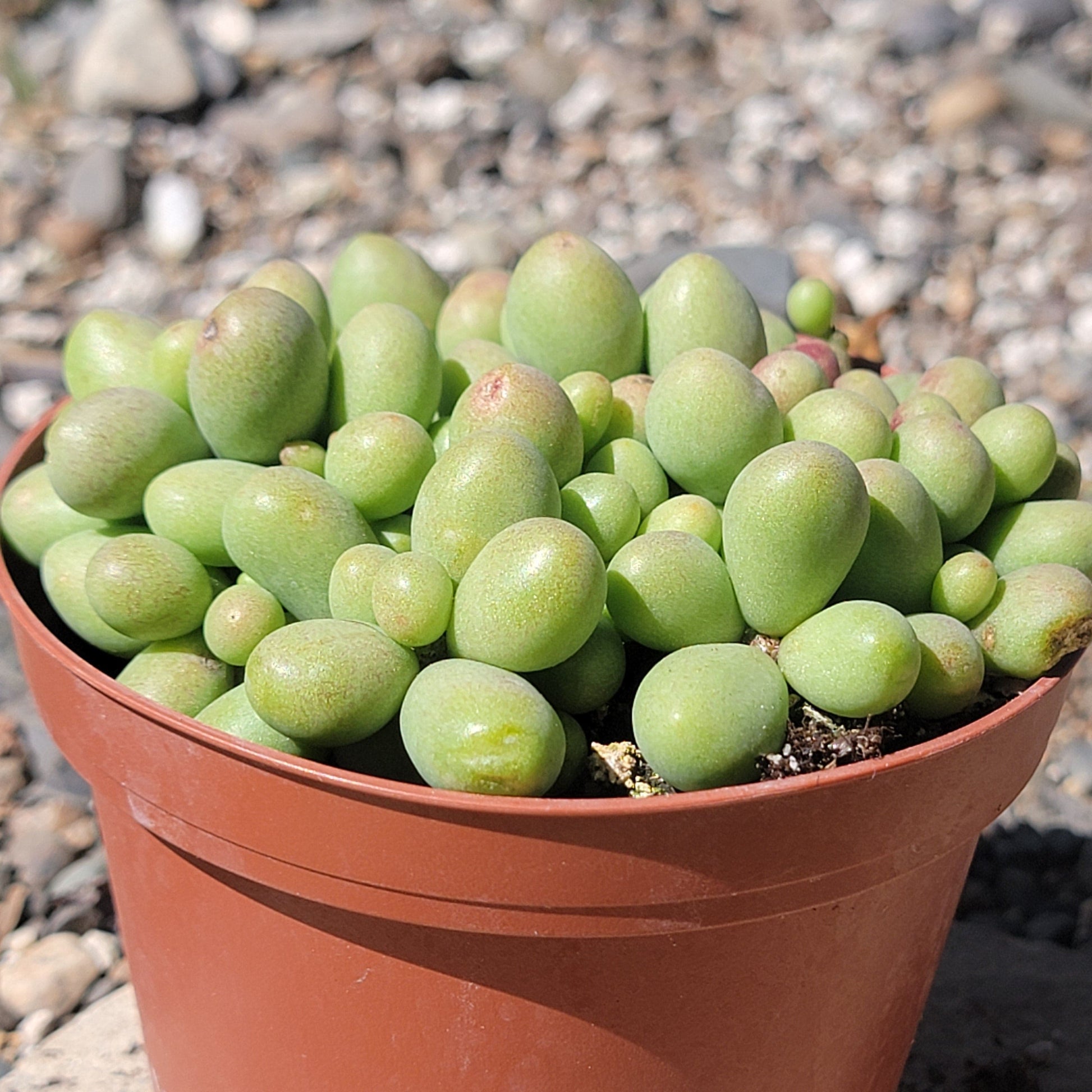 dragon succulent Tylecodon schaeferianus 'Dragon Eggs'