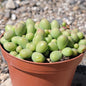 Tylecodon schaeferianus 'Dragon Eggs' - 4 Inch Assorted - Succulent - DesertScapeSucculent
