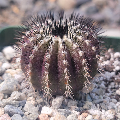 Uebelmannia pectinifera