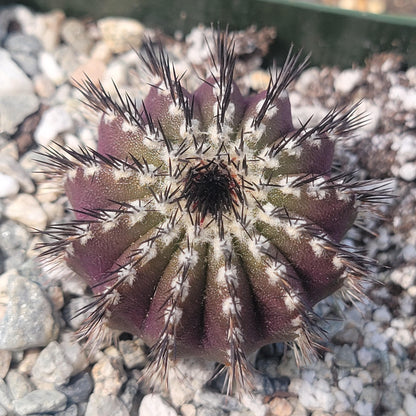 Uebelmannia pectinifera