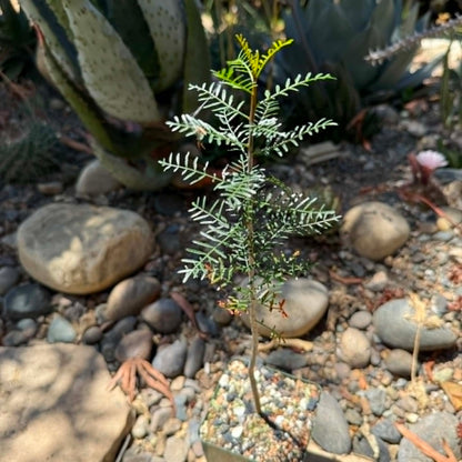 DesertScapeSucculent Tree 4 Inch Assorted Bursera microphylla 'Elephant Tree' 'Torote'