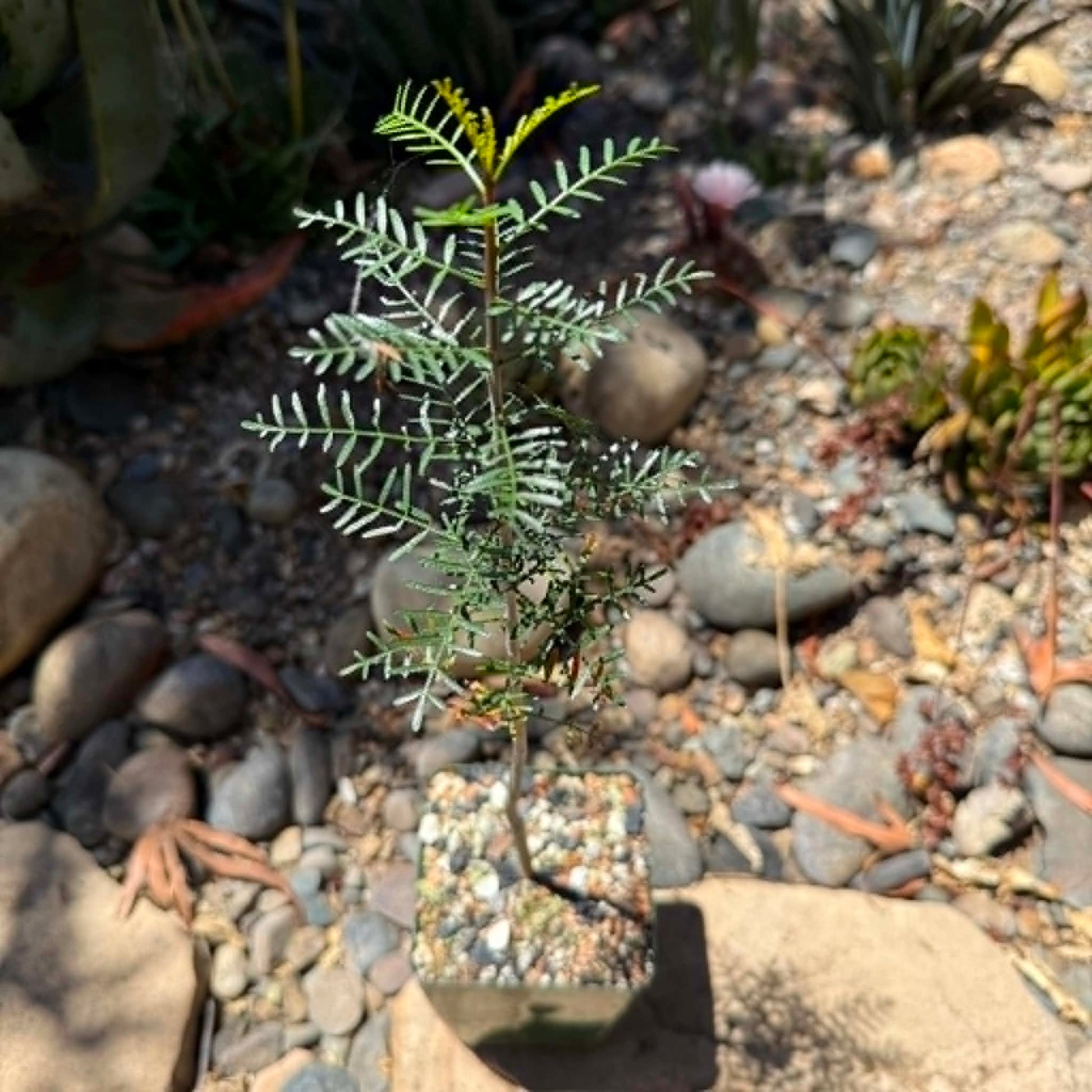 DesertScapeSucculent Tree 4 Inch Assorted Bursera microphylla 'Elephant Tree' 'Torote'