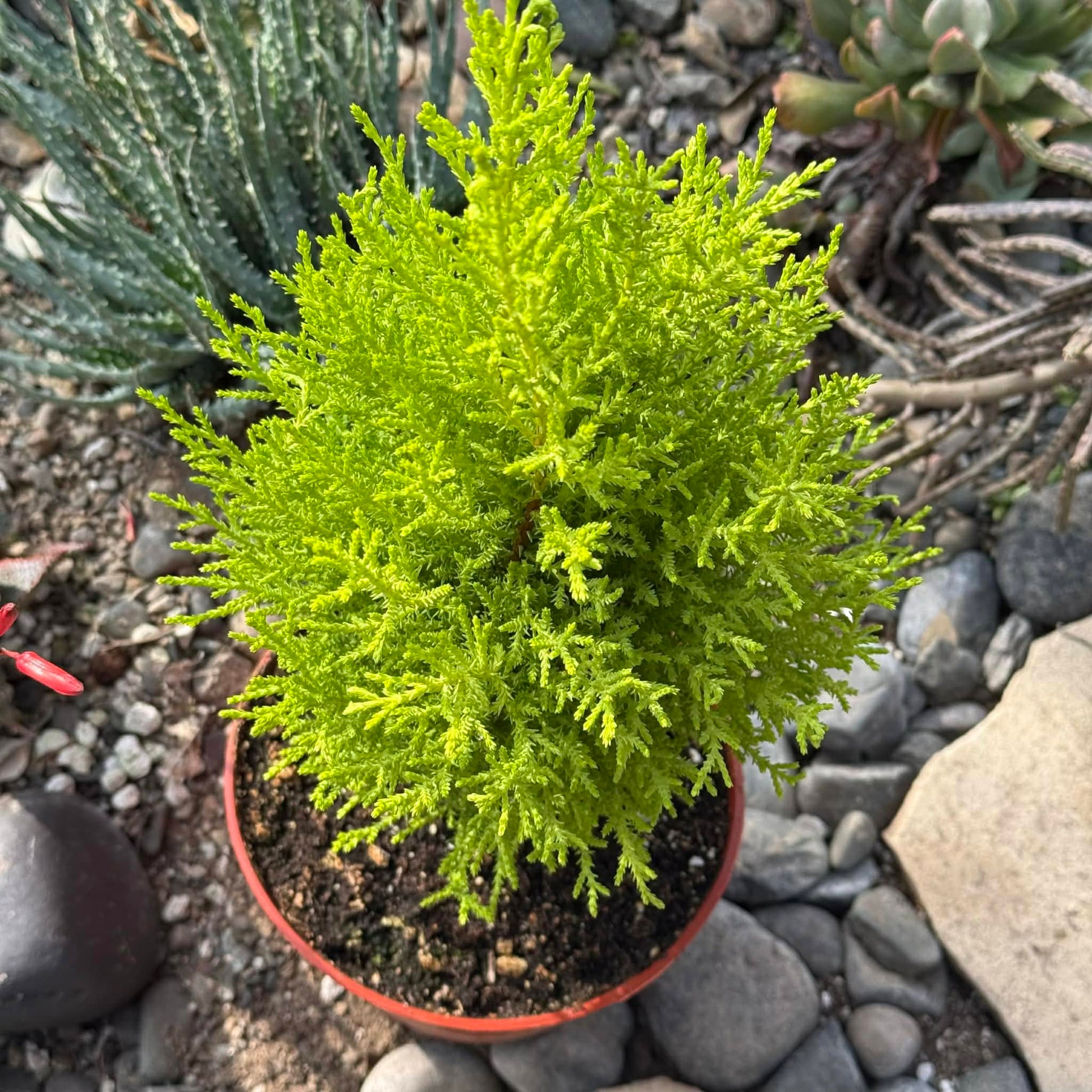 DesertScapeSucculent Tree Cupressus macrocarpa ‘Lemon Cypress’