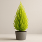 DesertScapeSucculent Tree 4 Inch Assorted Cupressus macrocarpa ‘Lemon Cypress’