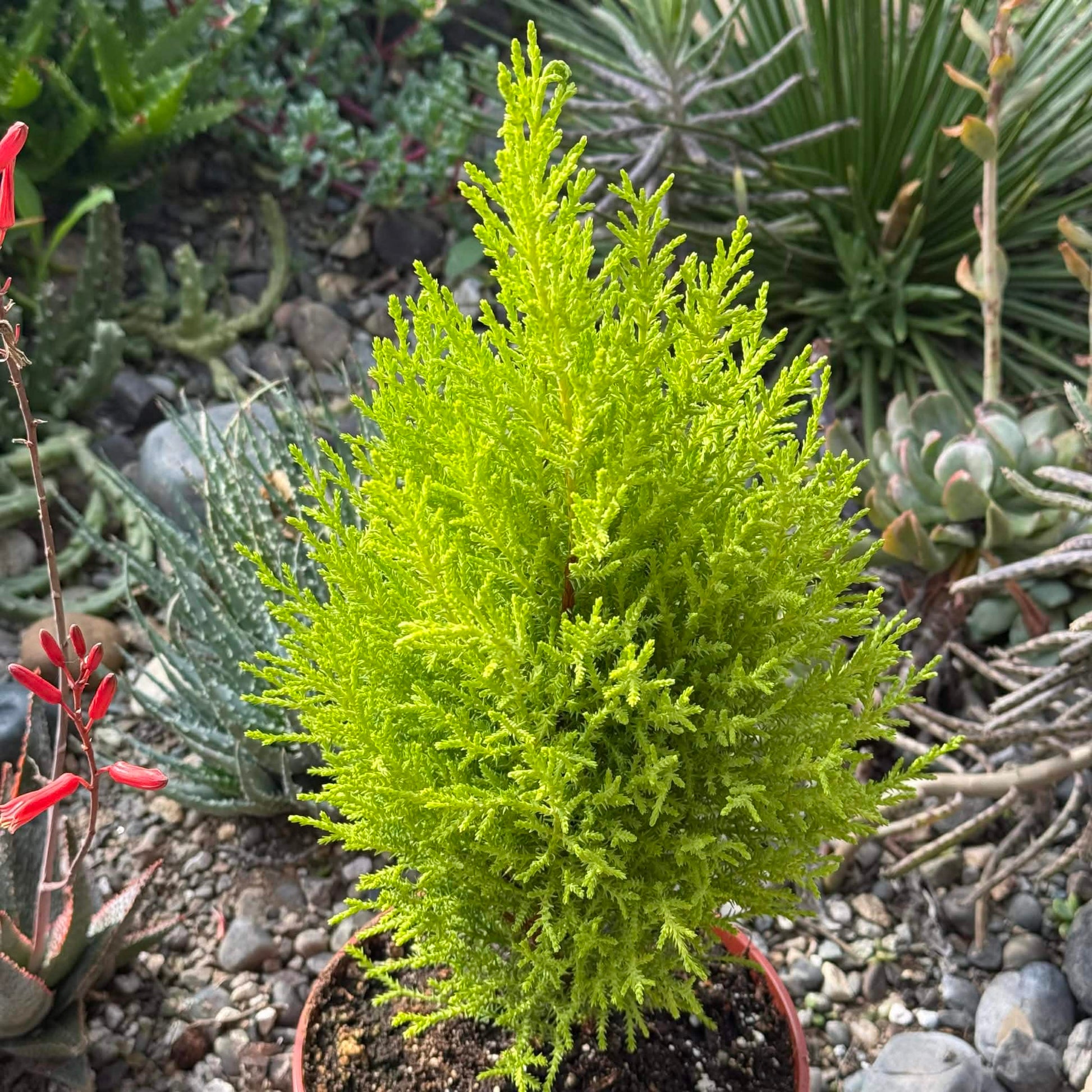 DesertScapeSucculent Tree 6 Inch Cupressus macrocarpa ‘Lemon Cypress’