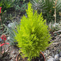 DesertScapeSucculent Tree 6 Inch Cupressus macrocarpa ‘Lemon Cypress’