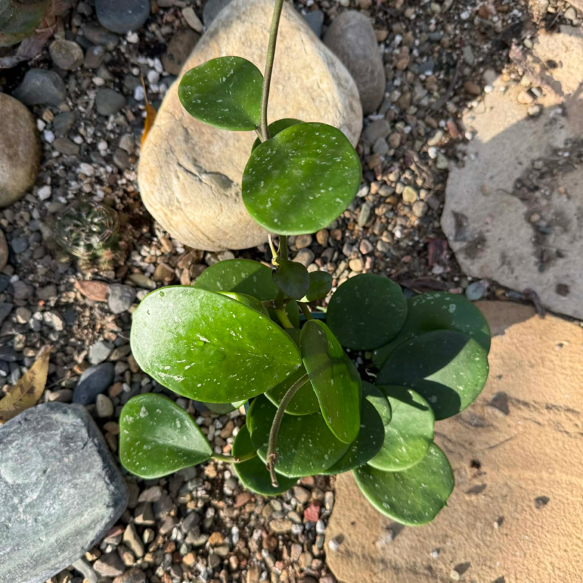 Hoya obovata 'Splash' - 4 Inch - Vine - DesertScapeSucculent