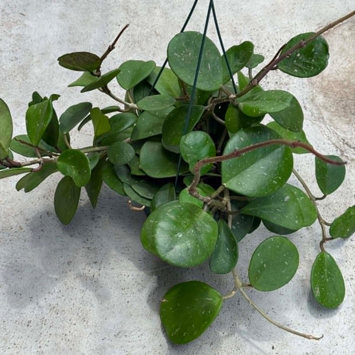 DesertScapeSucculent Vine Hoya obovata 'Splash'