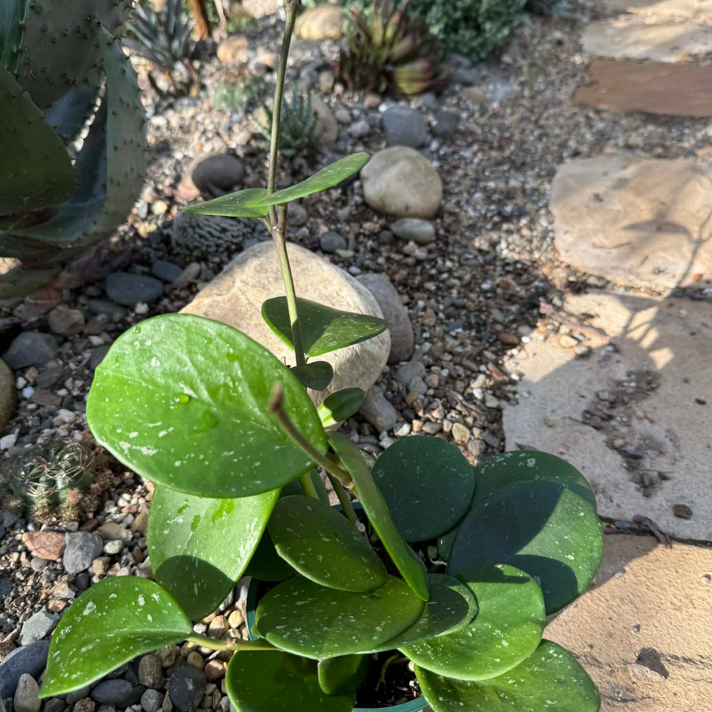 Hoya obovata 'Splash' - 4 Inch - Vine - DesertScapeSucculent