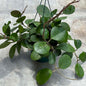 DesertScapeSucculent Vine 6 Inch Hoya obovata 'Splash'