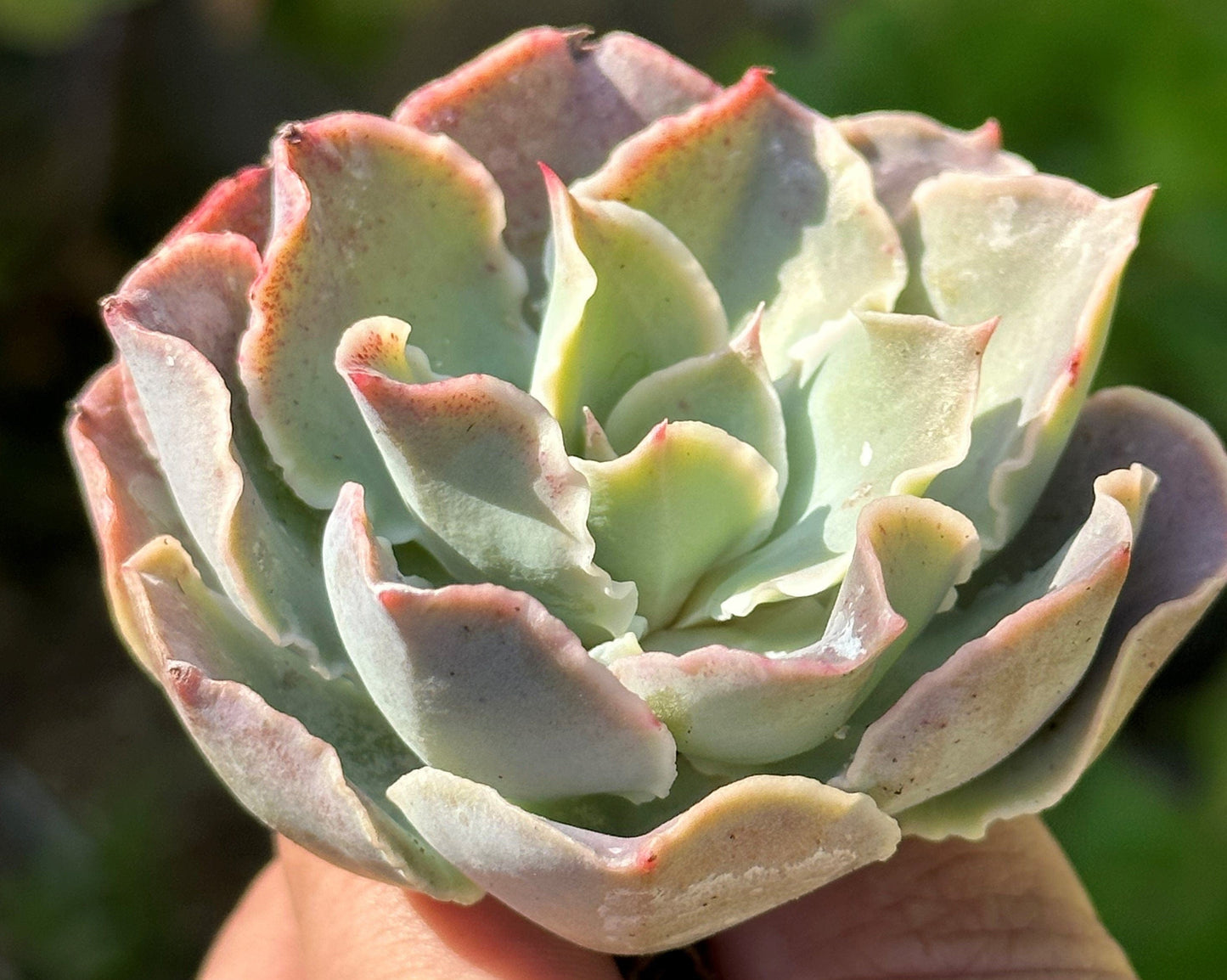 DesertScapeSucculent Single 4A Echeveria 'Belen'