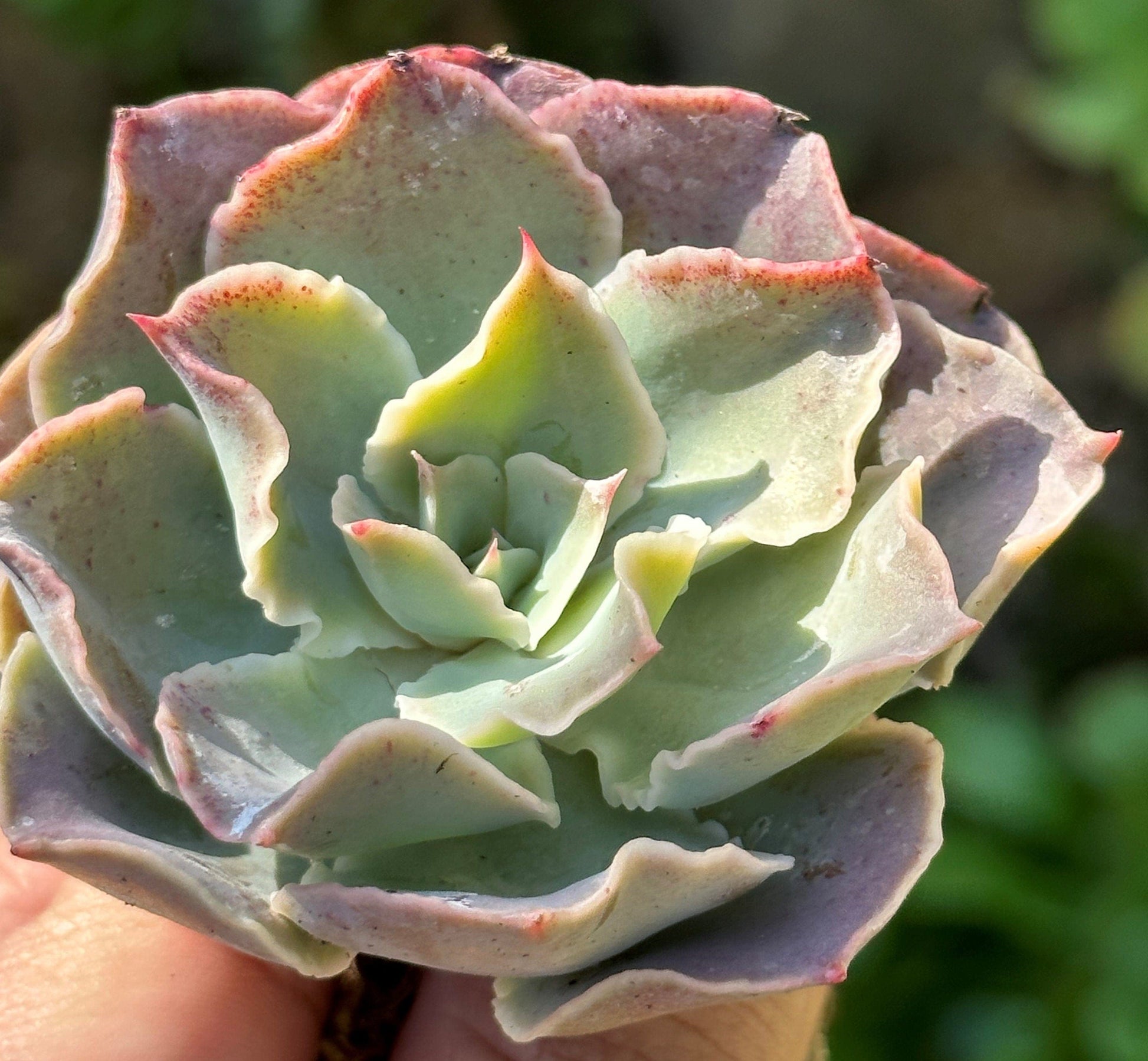 DesertScapeSucculent Echeveria 'Belen'