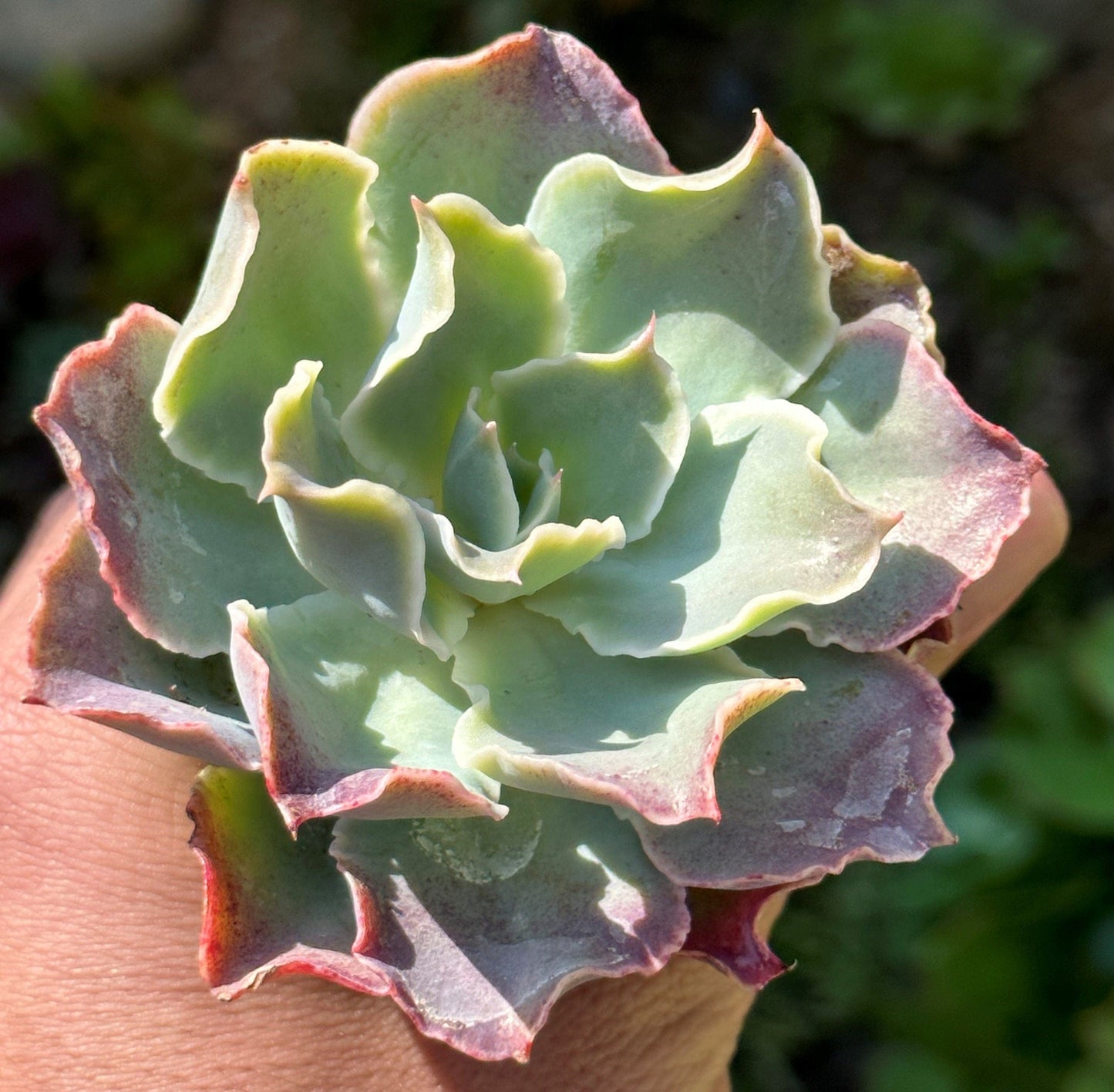 Echeveria Belen