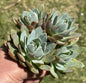 Echeveria 'Canadian' - Cluster 4B - DesertScapeSucculent