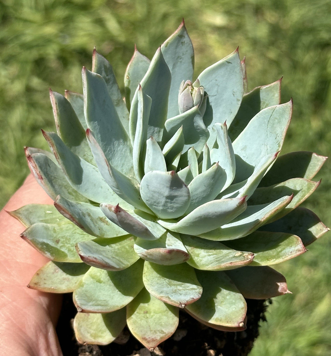 Echeveria Canadian DesertScapeSucculent echeveria-canadian-desertscapesucculent