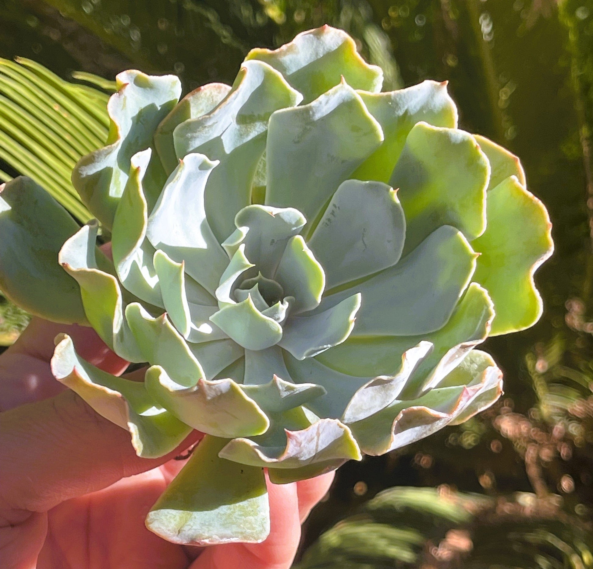 Echeveria Cielo