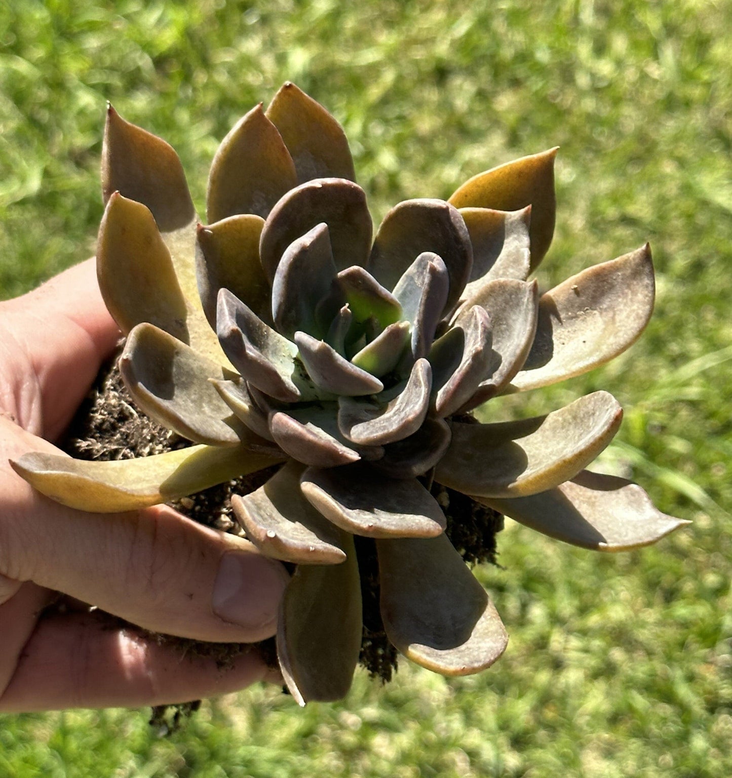 Echeveria Dark Moon