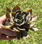 Echeveria 'Dark Moon' - Single 4B - DesertScapeSucculent
