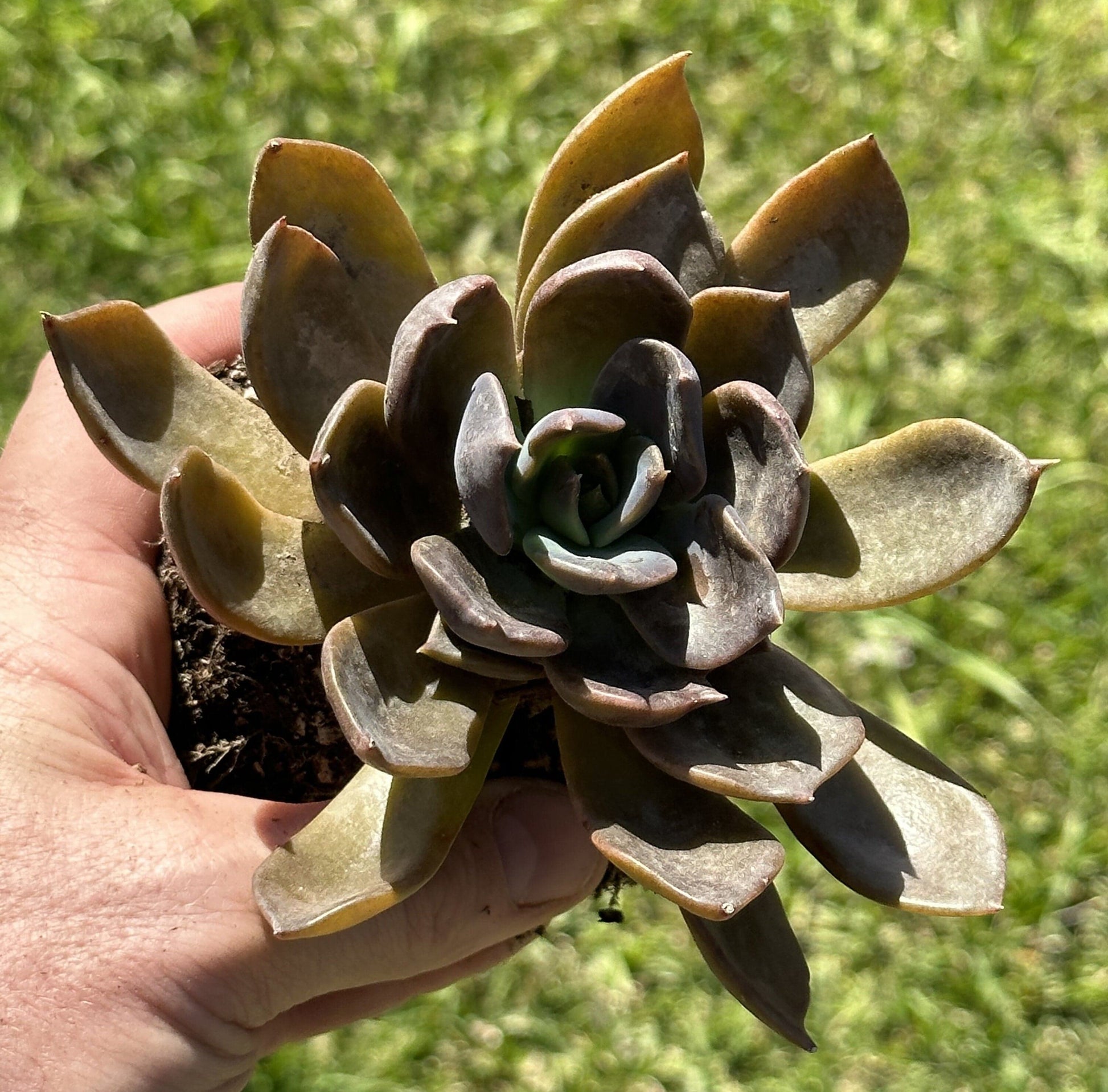 Echeveria Dark Moon