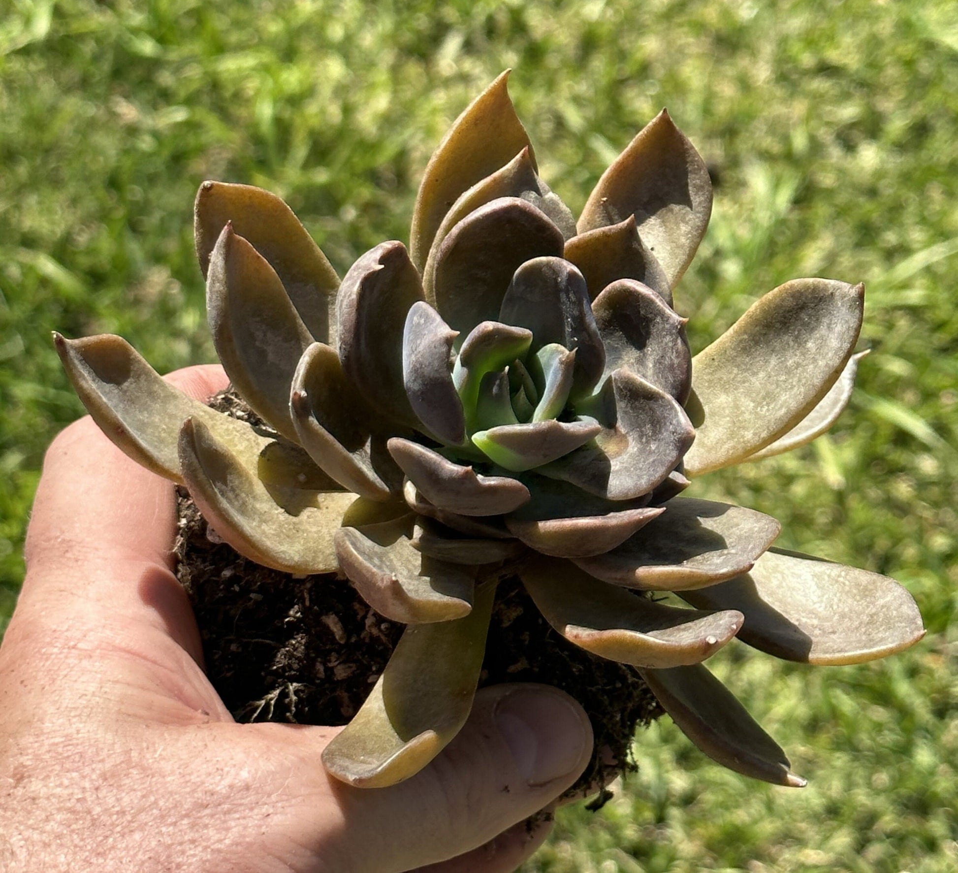 Echeveria Dark Moon