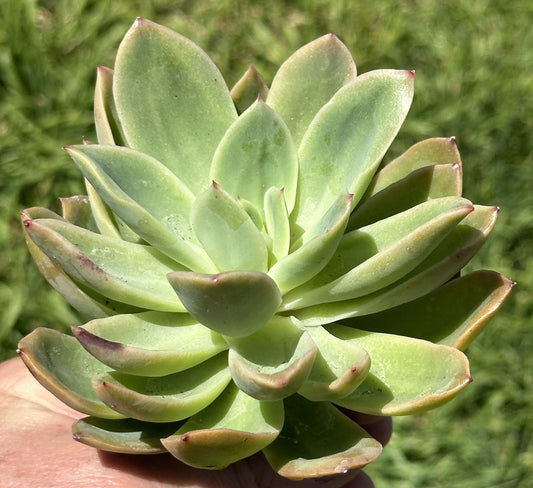 Echeveria "Derek"