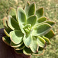 Echeveria 'Derek' - Single 4A - DesertScapeSucculent