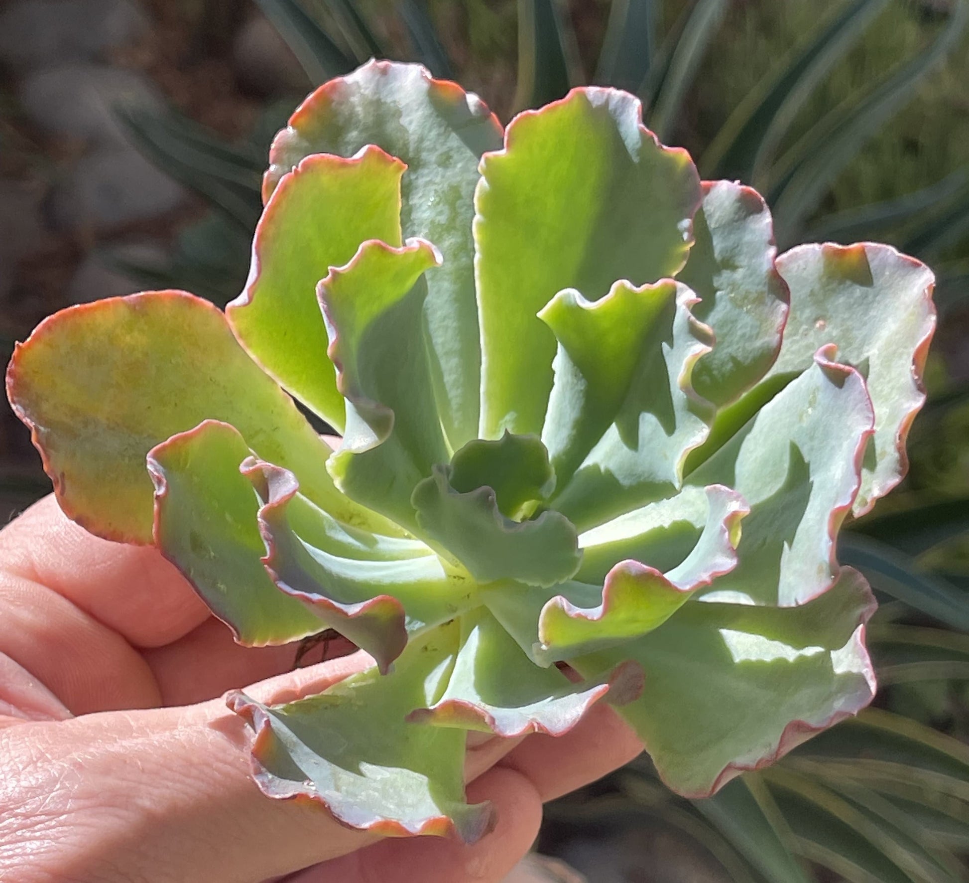 Echeveria 'First Lady' 'Crinoline Ruffles' 'Ruffled"