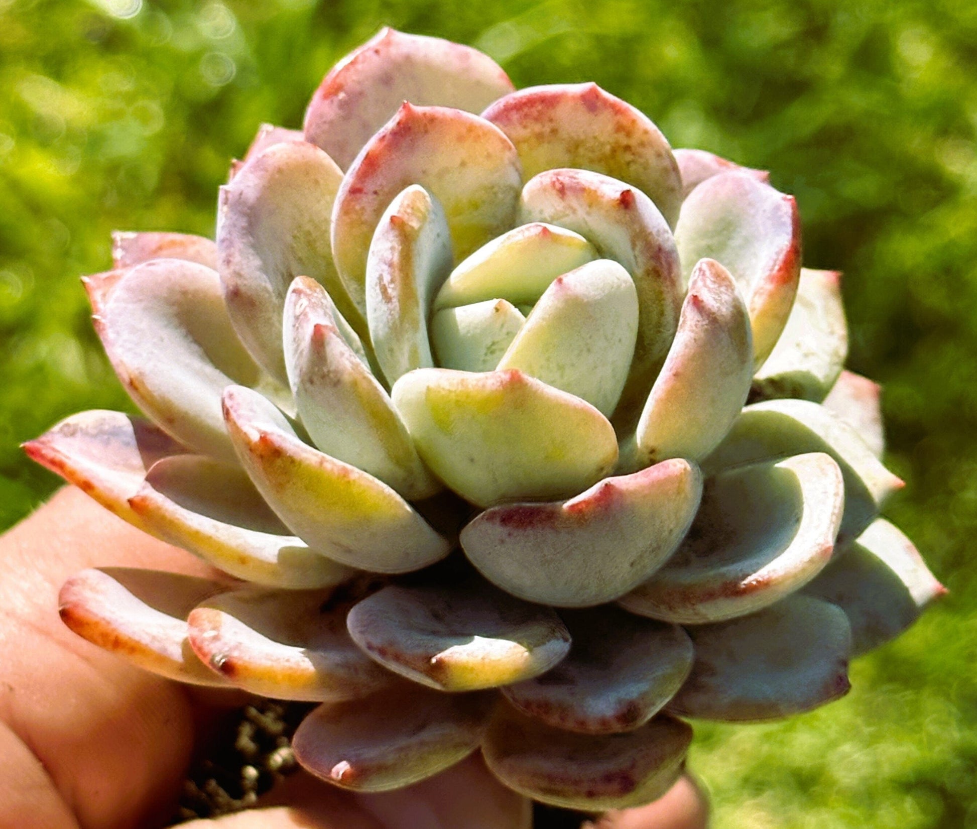 DesertScapeSucculent Single 3.5A Echeveria 'Icy Purple' Rare Korean Succulent