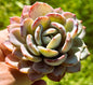 Echeveria 'Icy Purple' Rare Korean Succulent - Single 3.5A - DesertScapeSucculent