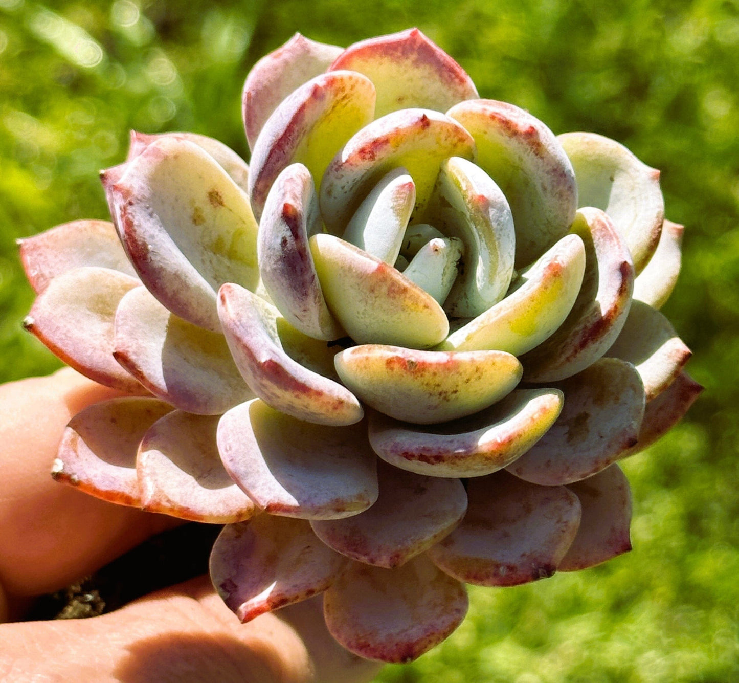 DesertScapeSucculent Single 3.5A Echeveria 'Icy Purple' Rare Korean Succulent