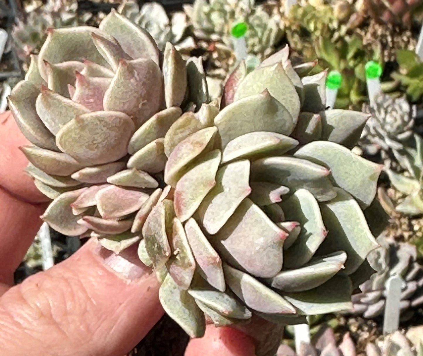 DesertScapeSucculent Cluster 4A Echeveria 'Lola' Clusters