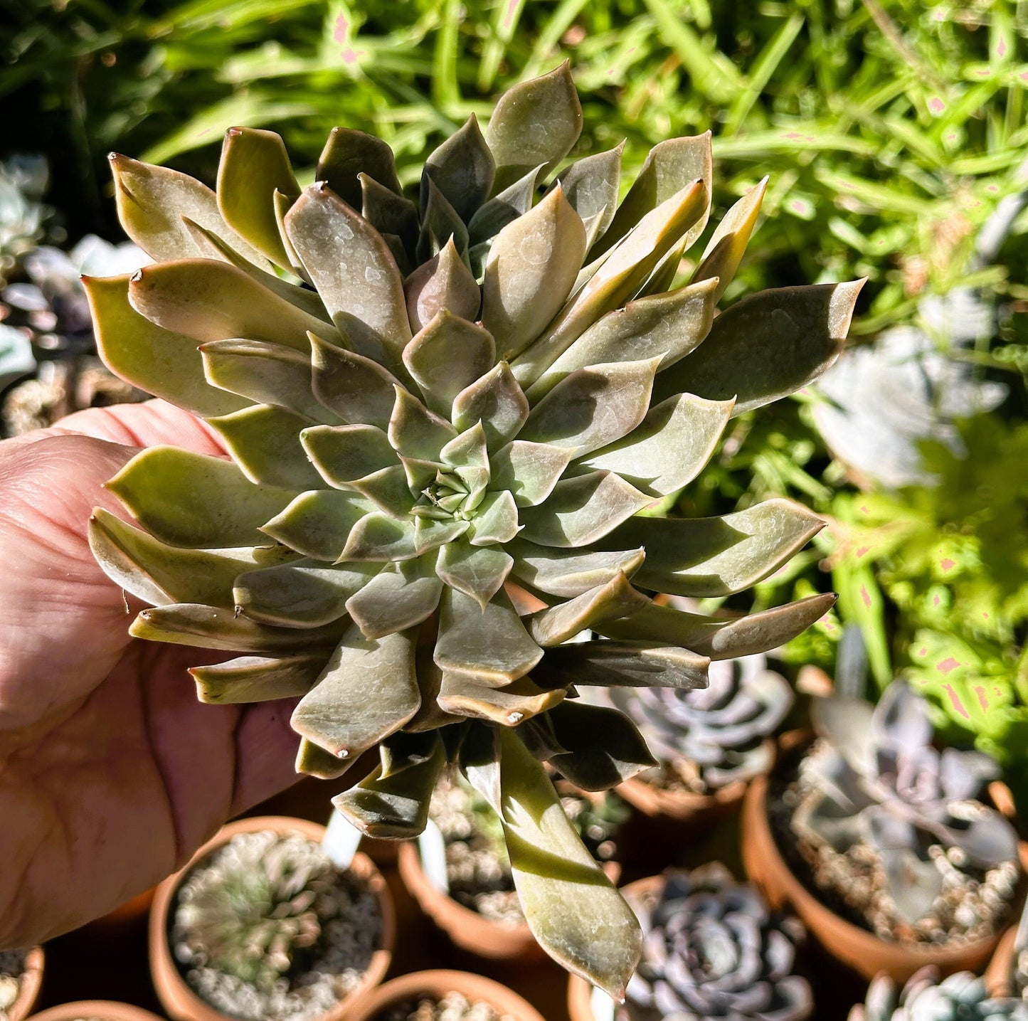 Echeveria Mensa Cluster