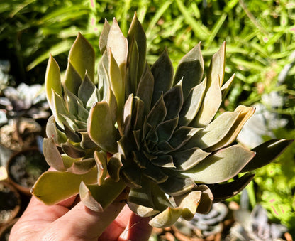 Echeveria Mensa Cluster