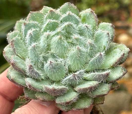 Echeveria Mexican Firecracker