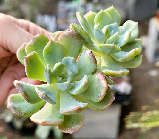 Echeveria Princess Blue Variegated Cluster