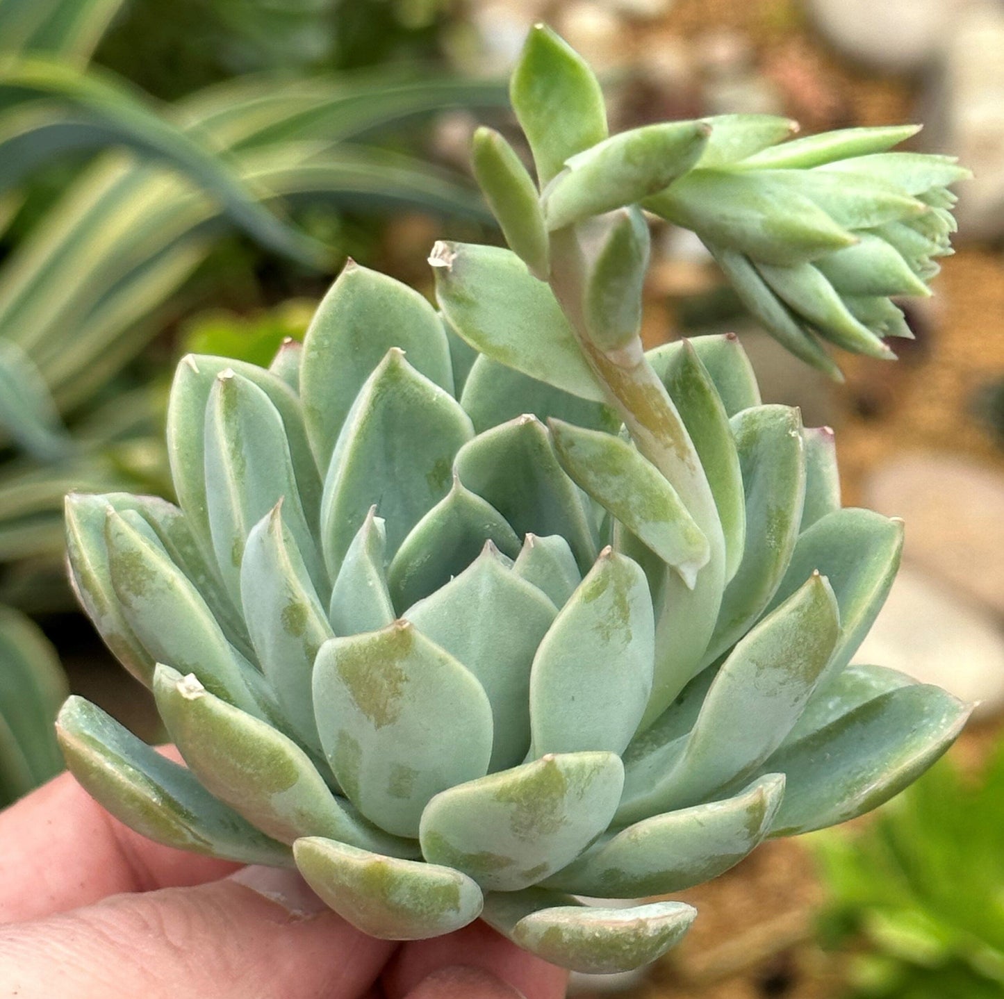 Echeveria Hercules