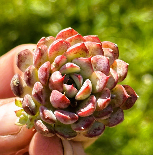 Echeveria Summer Rare Korean  Succulent