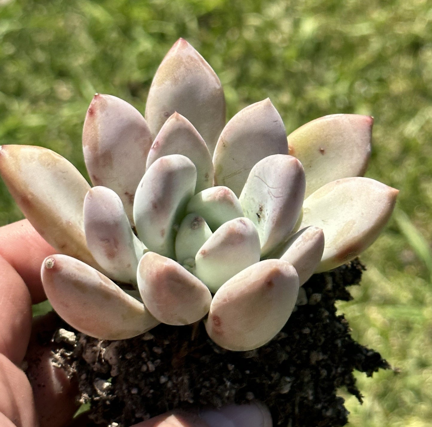 Graptoveria Frevel x Opalina Hybrid