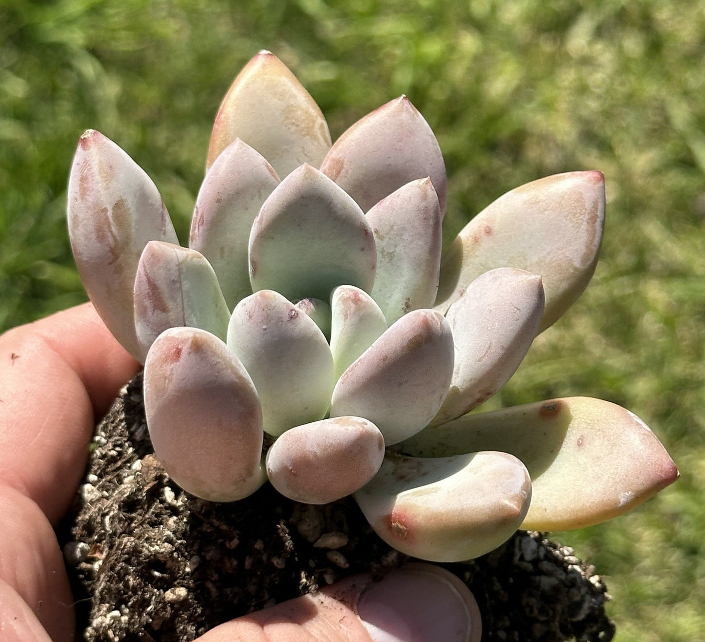 Graptoveria Frevel x Opalina Hybrid