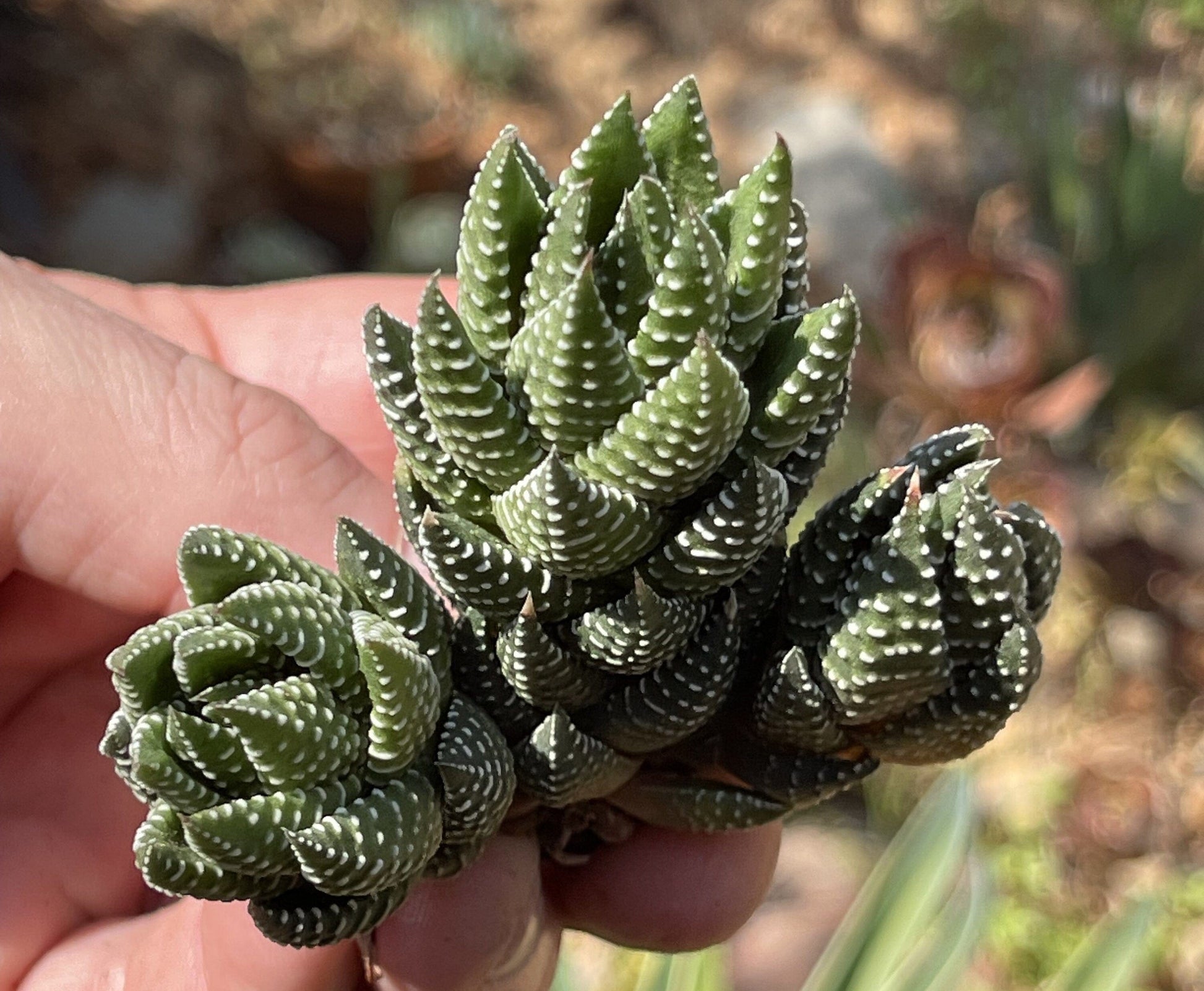 Haworthia African Pearls Clusters