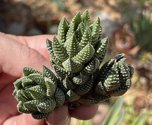 DesertScapeSucculent Cluster 4B Haworthia 'African Pearls' Clusters