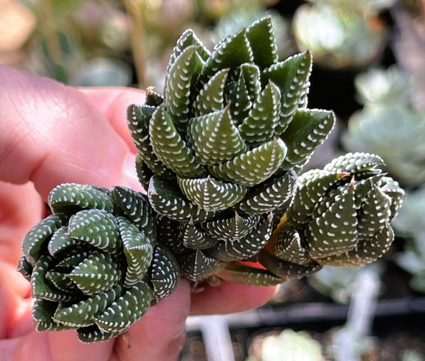 Haworthia African Pearls Clusters